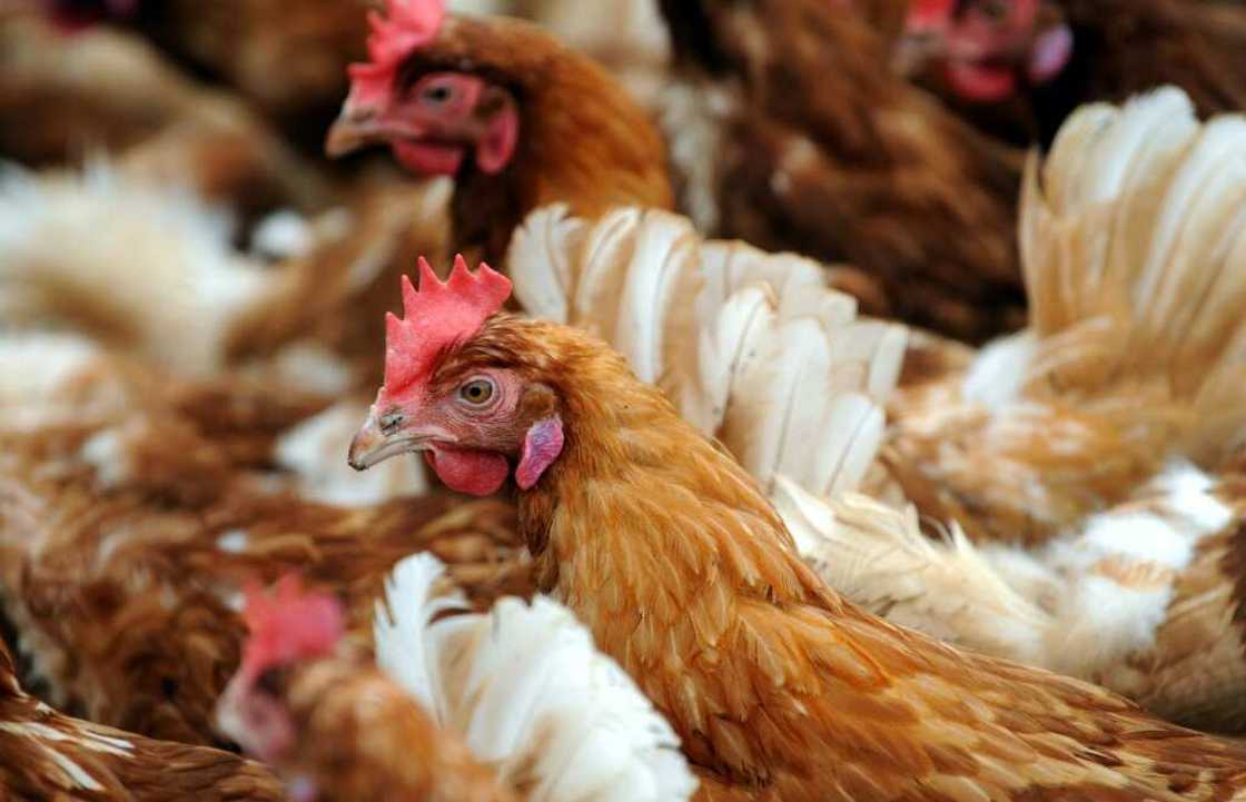 Egg prices in China have soared as hens are laying fewer during a heatwave Egg prices in China have soared as hens are laying fewer during a heatwave