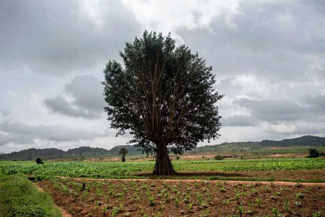 Anxiety as gunmen in military uniform abduct 3 farm managers, demand N45million ransom Anxiety as gunmen in military uniform abduct 3 farm managers, demand N45million ransom