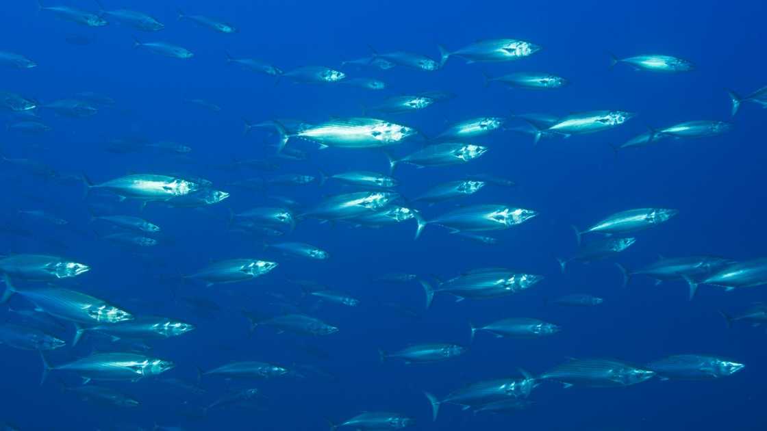 A school of Atlantic Bonitos in the Atlantic Ocean, Portugal.