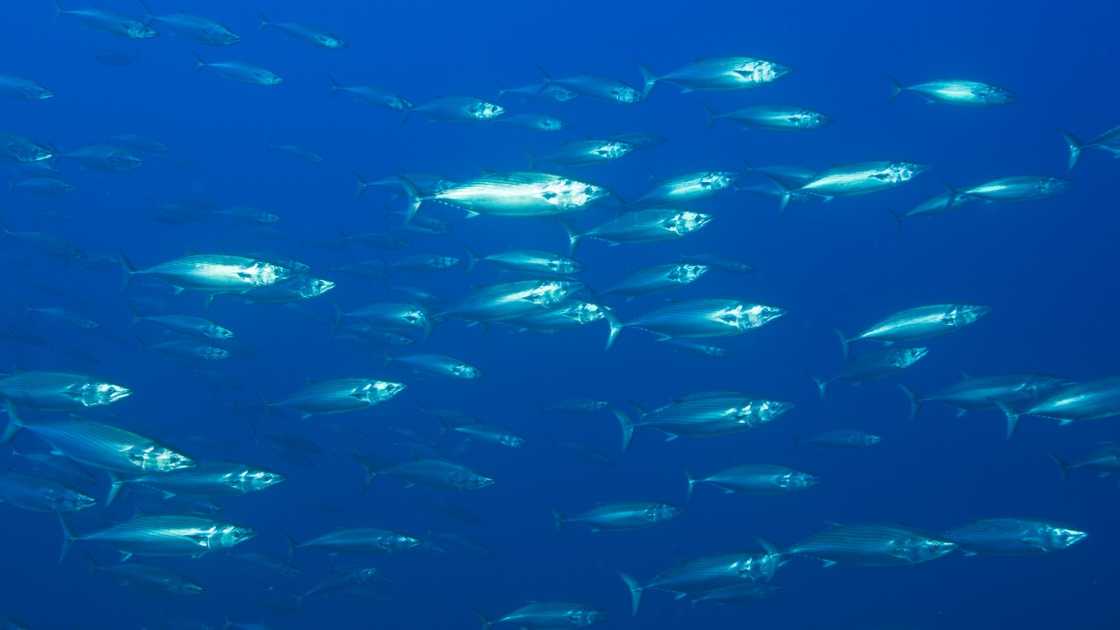 A school of Atlantic Bonitos in the Atlantic Ocean, Portugal. A school of Atlantic Bonitos in the Atlantic Ocean, Portugal.