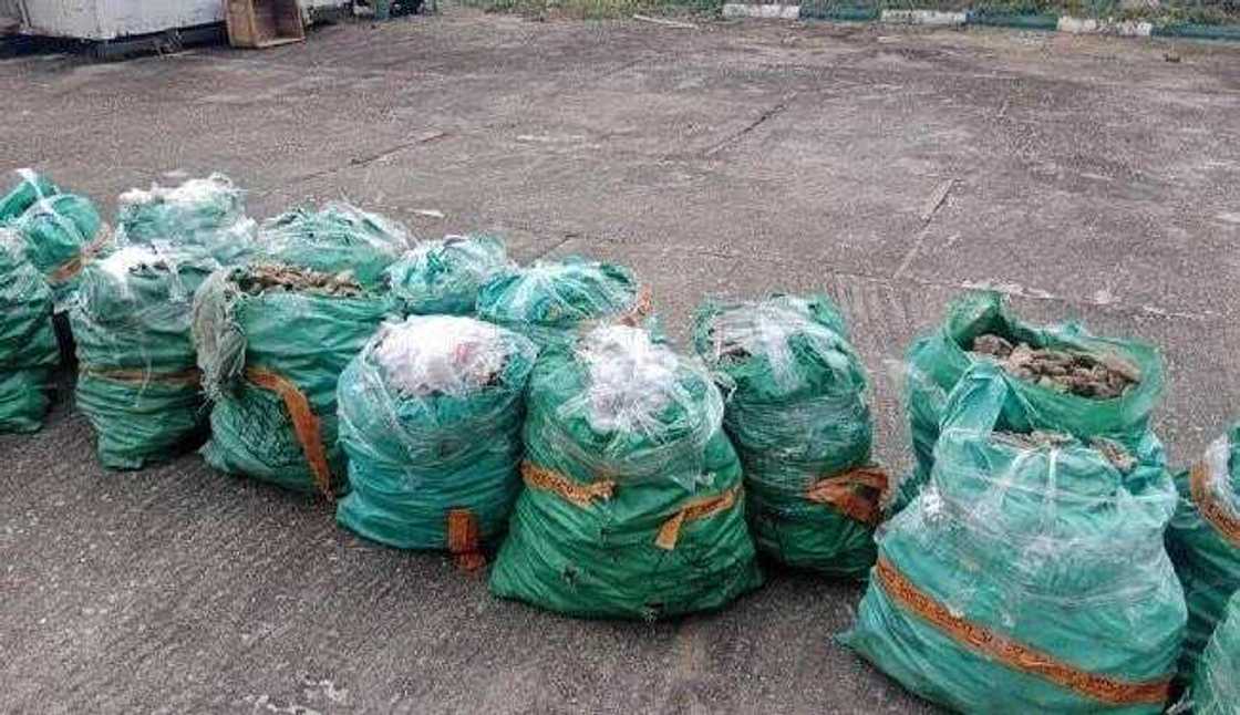 Kwastam ta kama busassun mazakutan jakuna a jihar Legas Kwastam ta kama busassun mazakutan jakuna a jihar Legas