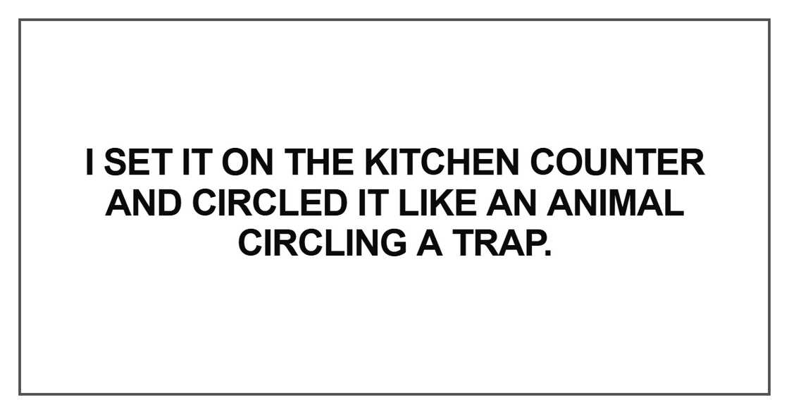 I set it on the kitchen counter and circled it like an animal circling I set it on the kitchen counter and circled it like an animal circling