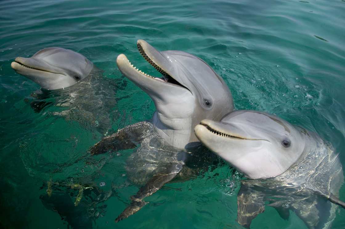 Dolphins on the water surface