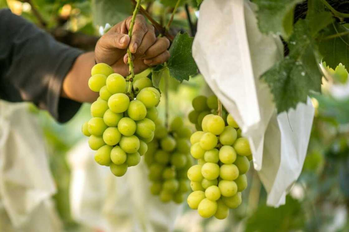 Japan has been developing new fruit varieties since the 1920s