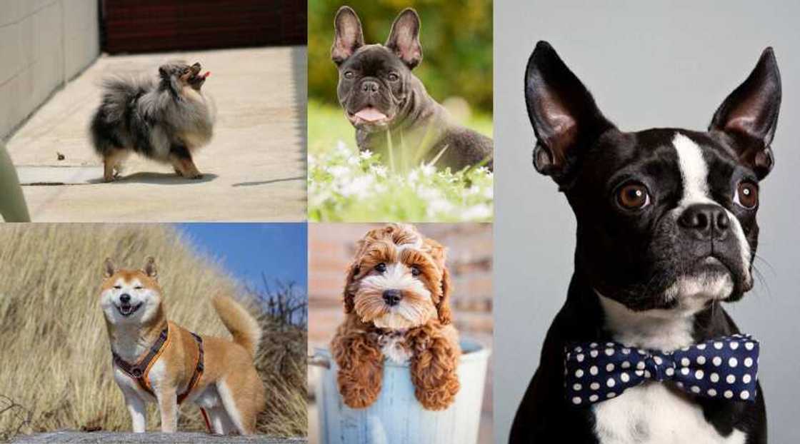 cute puppies cute puppies