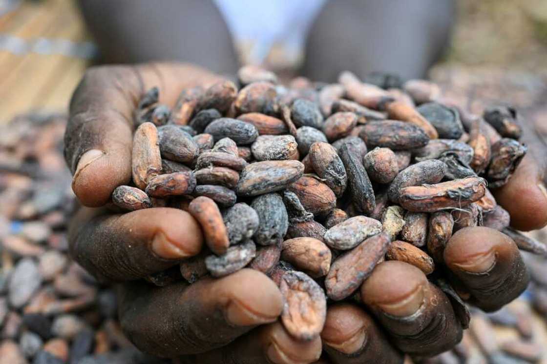 In March, cocoa prices rocketed to more than $10,000 a tonne in New York after a poor harvest in West Africa