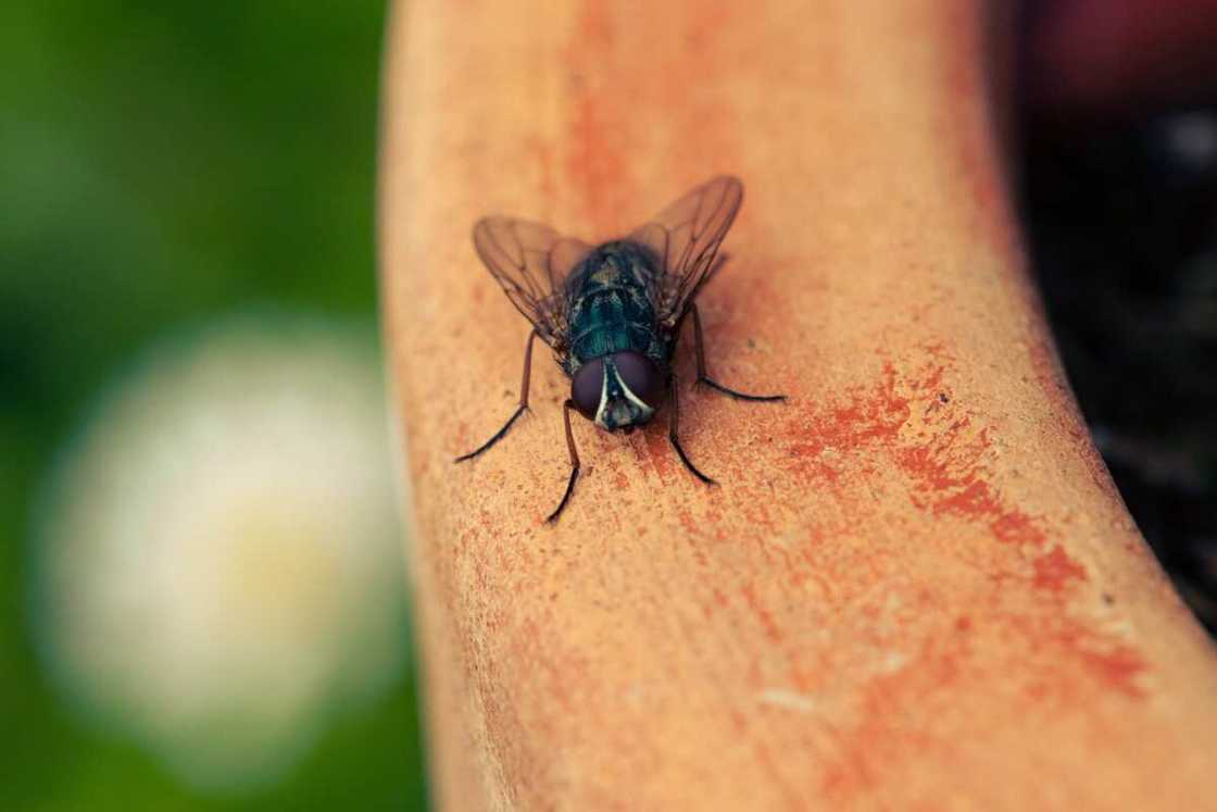 Voici comment fabriquer un piège à mouche maison efficace Voici comment fabriquer un piège à mouche maison efficace