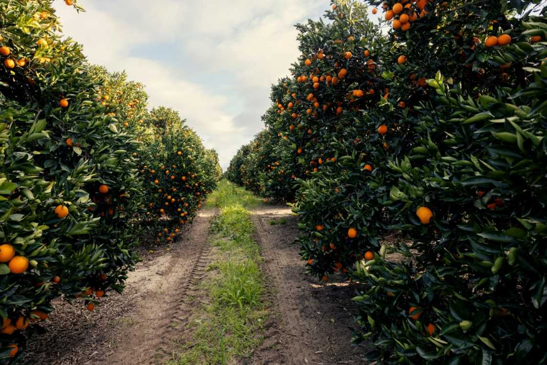 South Africa's citrus production is among the sectors that expect to be hard hit by the US tariffs