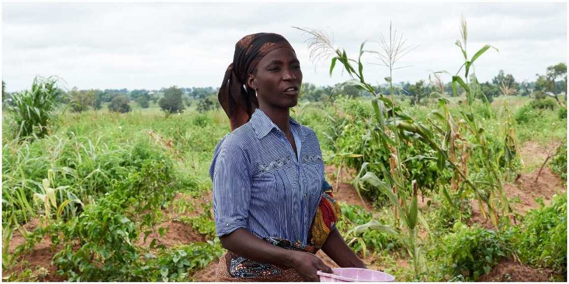 CBN Deputy Governor Cries Out Over Farmers Inability to Access Their Farms