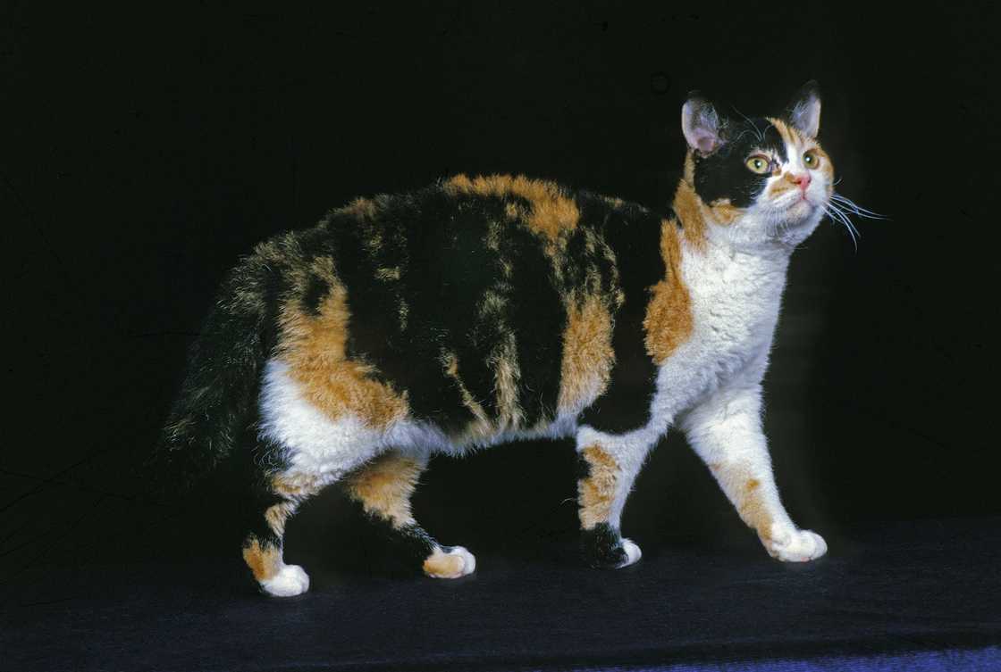 American Wirehair domestic cat, adult standing against black background.