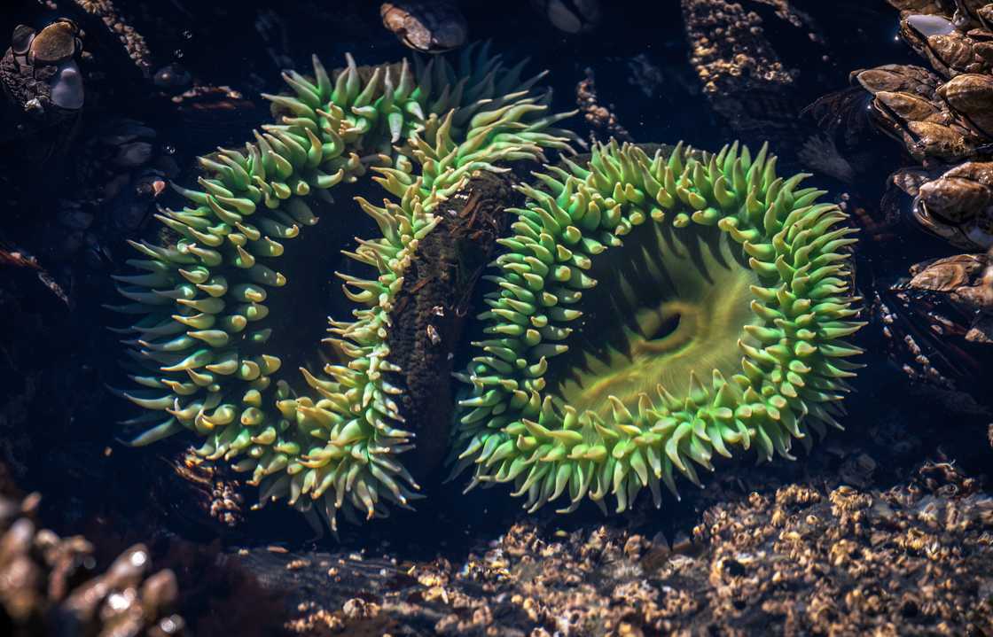 High-angle view of giant green anemone in the sea High-angle view of giant green anemone in the sea