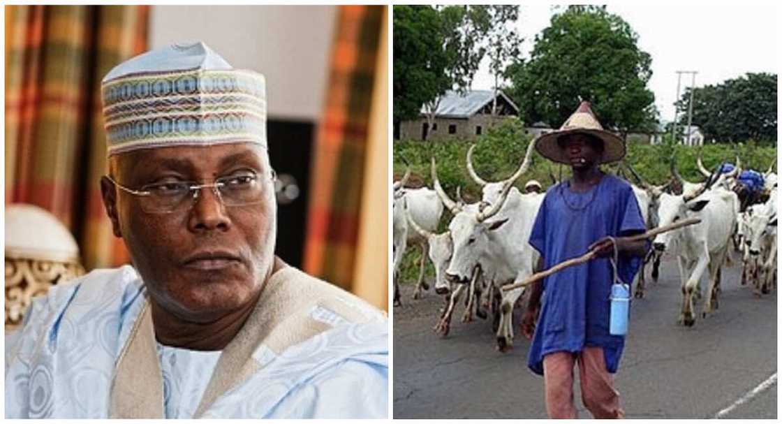 Atiku Abubakar, herdsmen, farmers in Nigeria, anti-open grazing laws, herders-farmers' clash Atiku Abubakar, herdsmen, farmers in Nigeria, anti-open grazing laws, herders-farmers' clash