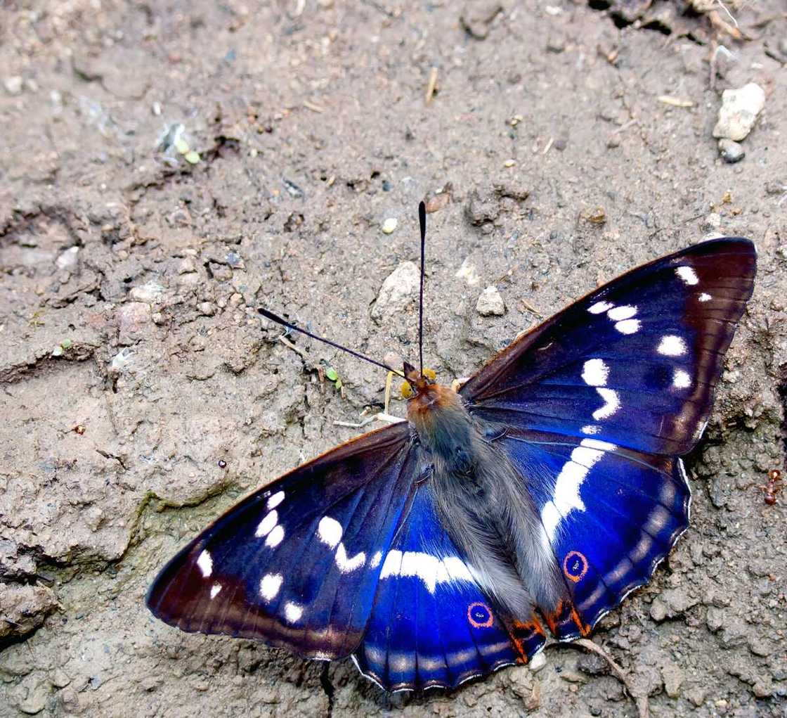 Purple emperor on the ground