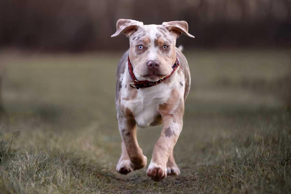 American Bully dog