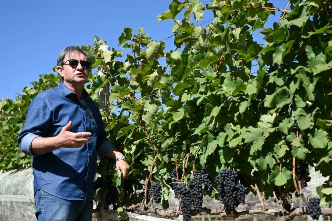 Brazilian winemaker Ronaldo Triacca shows his vineyard in Paranoa, Brazil's emerging wine country just outside Brasilia Brazilian winemaker Ronaldo Triacca shows his vineyard in Paranoa, Brazil's emerging wine country just outside Brasilia