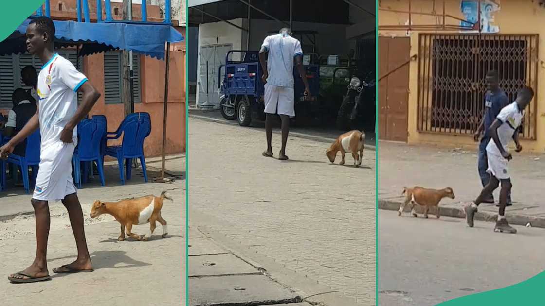 Man's relationship with his goat makes him popular. Man's relationship with his goat makes him popular.
