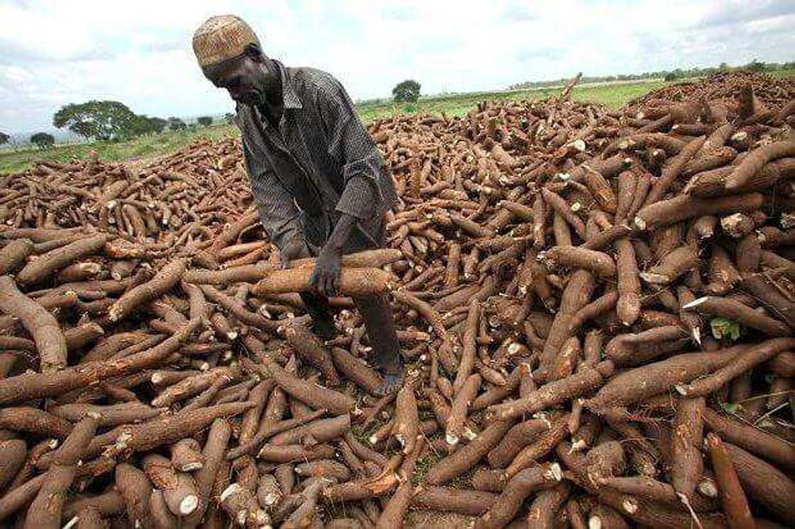 Cassava production in Nigeria Cassava production in Nigeria