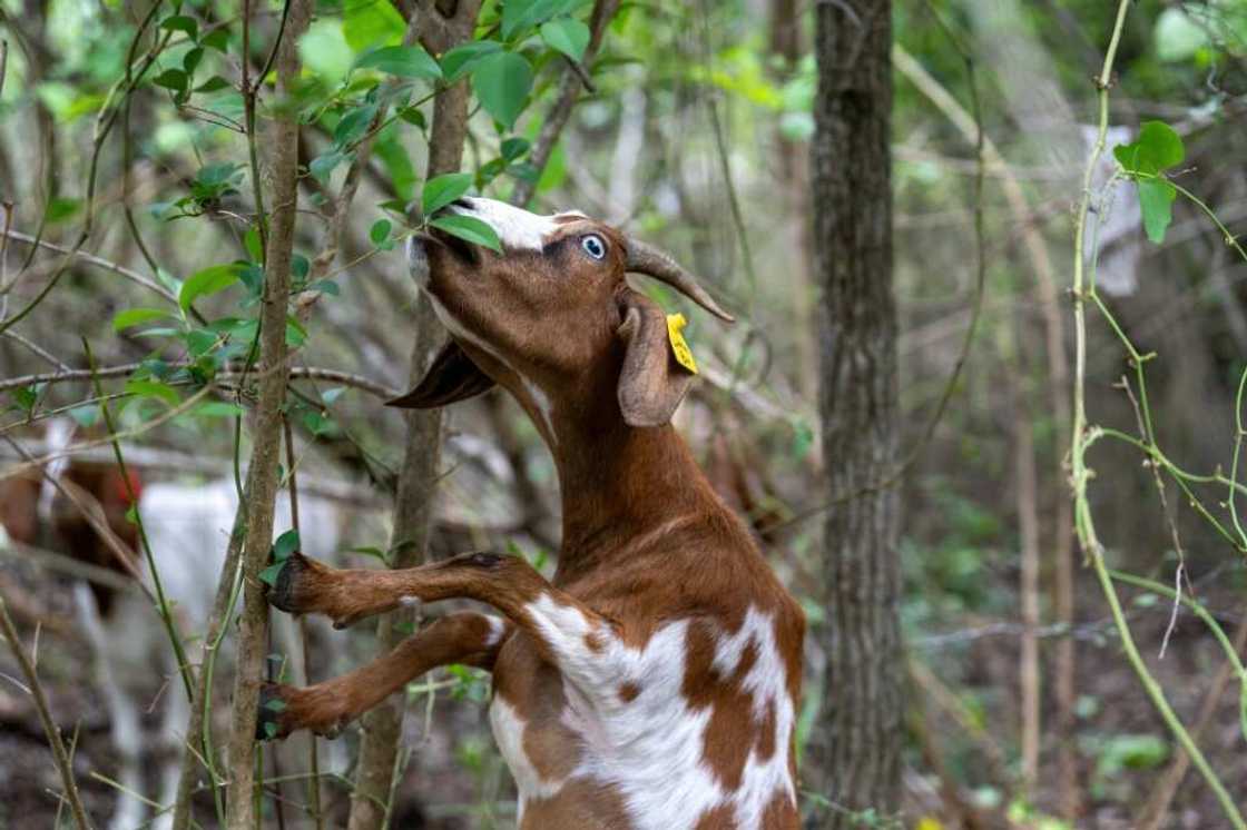 The goats are a carbon-emissions free solution to the problem of landscaping in tough to reach areas, or places where herbicides are not an option The goats are a carbon-emissions free solution to the problem of landscaping in tough to reach areas, or places where herbicides are not an option