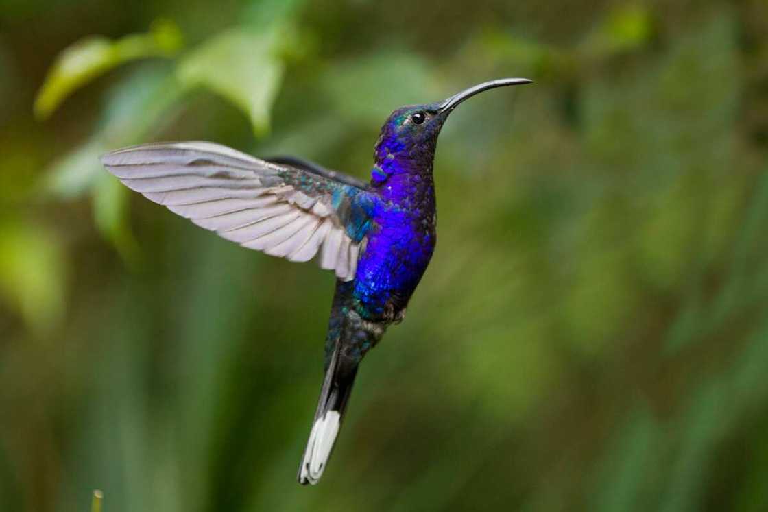 A Violet sabrewing in flight