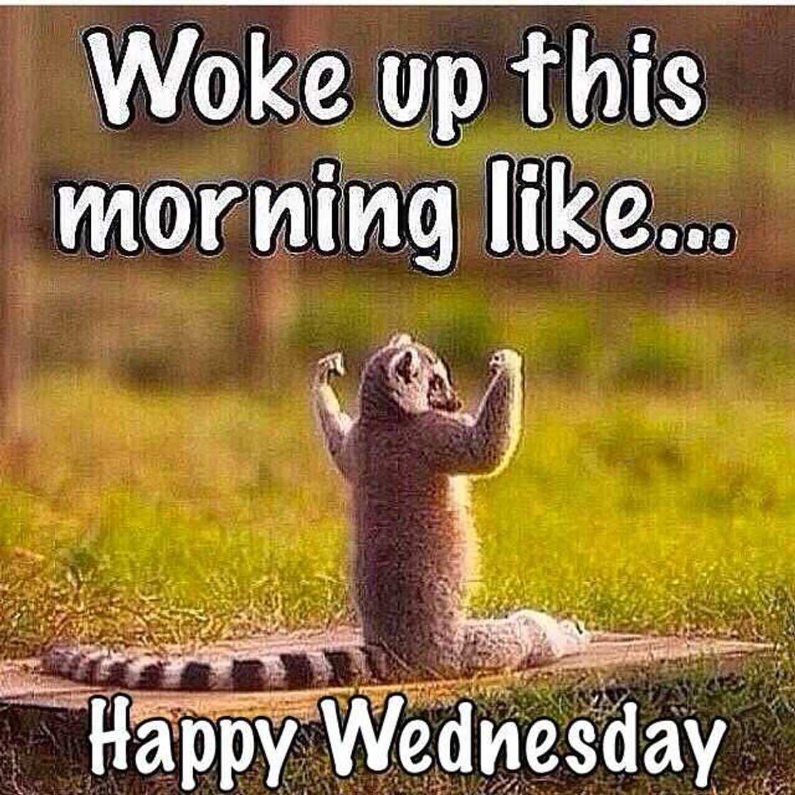 Happy Wednesday Happy Wednesday