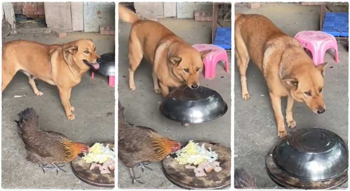 A dog covered its food and prevented a chicken from eating from it. A dog covered its food and prevented a chicken from eating from it.