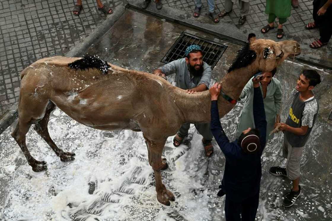Camels are not a typical Eid sacrifice in Pakistan but can feed 11 families under Islamic rules Camels are not a typical Eid sacrifice in Pakistan but can feed 11 families under Islamic rules