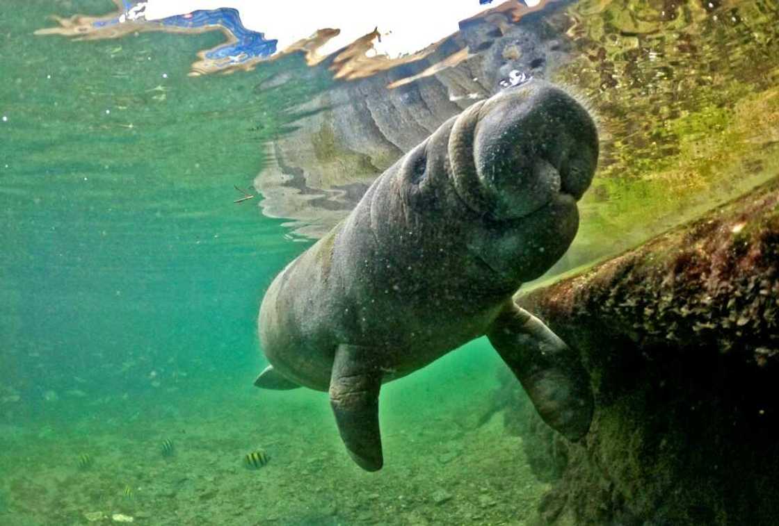 Biodiversity-rich regions like Latin America and the Caribbean have seen animal population loss as high as 94 percent in the last five decades Biodiversity-rich regions like Latin America and the Caribbean have seen animal population loss as high as 94 percent in the last five decades