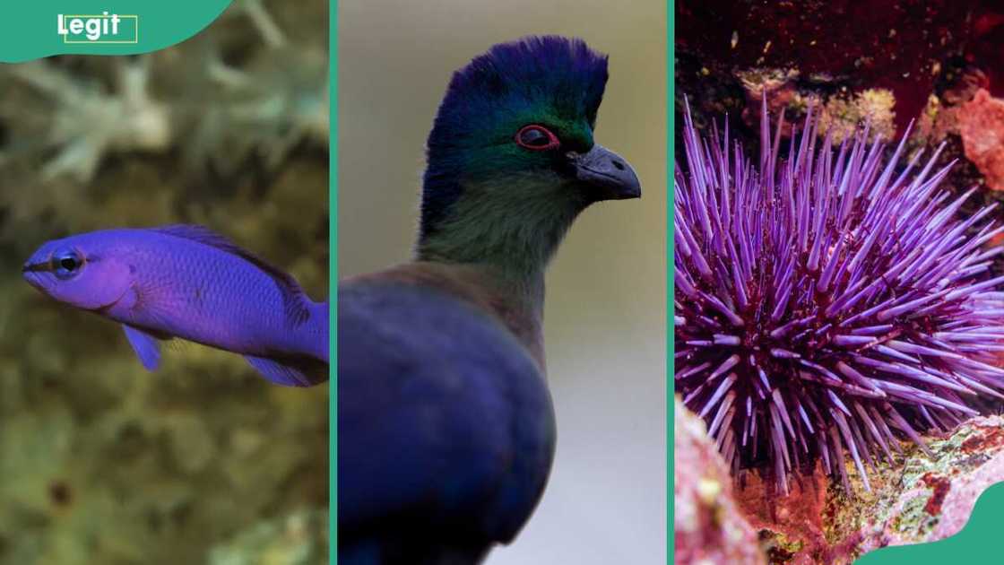 Orchid dottyback (L). Purple-crested turaco (C). Pacific purple sea urchin (R) Orchid dottyback (L). Purple-crested turaco (C). Pacific purple sea urchin (R)
