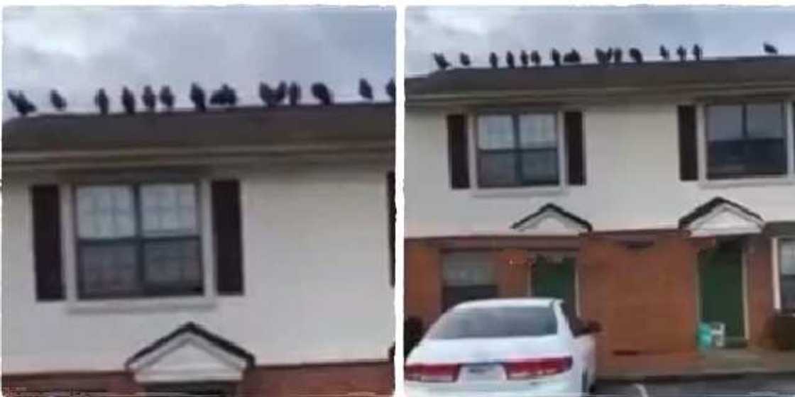 A lady noticed the presence of 18 strange birds on her roof. A lady noticed the presence of 18 strange birds on her roof.