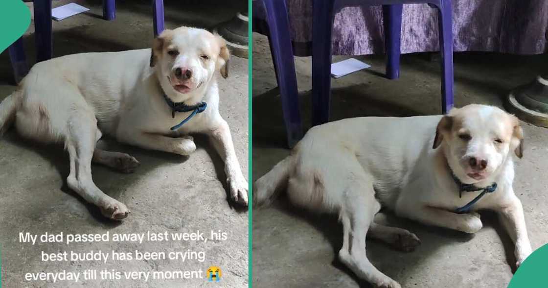 Pet dog mourns the death of its owner. Pet dog mourns the death of its owner.