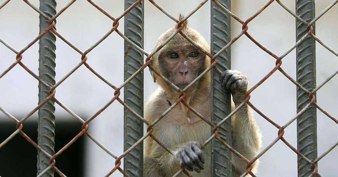 “Stop Animal Testing”: Monkey Bound for Research Lab Escapes, Activists Celebrate “Stop Animal Testing”: Monkey Bound for Research Lab Escapes, Activists Celebrate