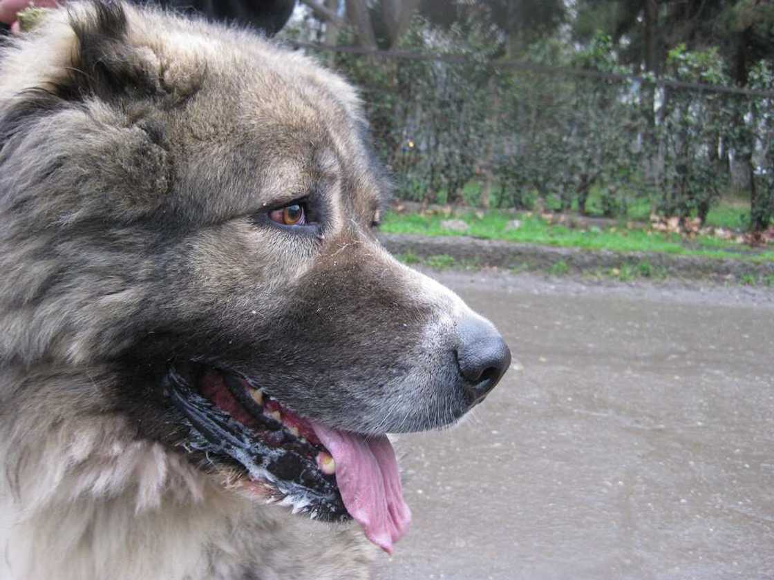 Caucasian Shepherd Caucasian Shepherd