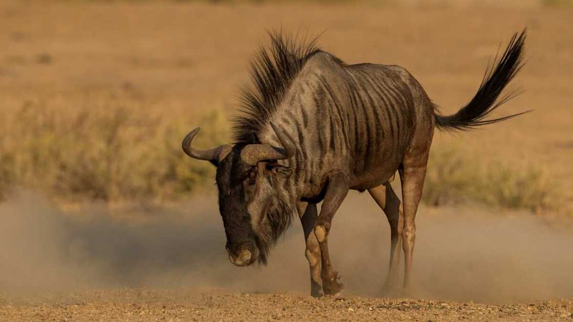 Fastest animals