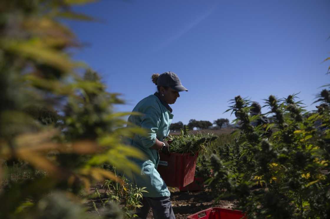 A worker at the FAI Therapeutic cannabis farm in southeastern Portugal A worker at the FAI Therapeutic cannabis farm in southeastern Portugal