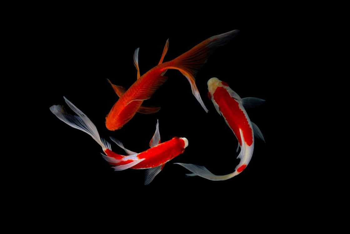 Symbol of power and strength Symbol of power and strength