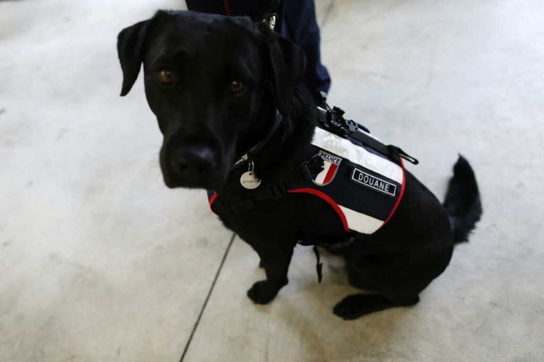 A customs sniffer dog at work in the vast Le Havre docks in northern France