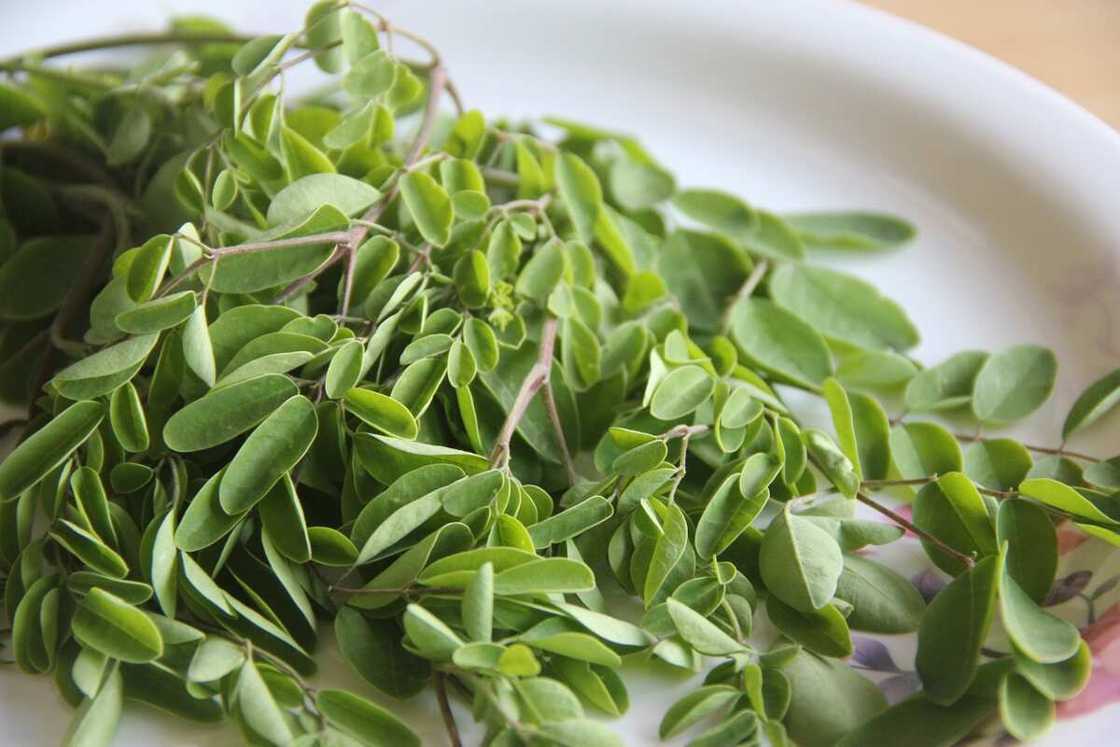 How to prepare moringa leaves for drinking How to prepare moringa leaves for drinking