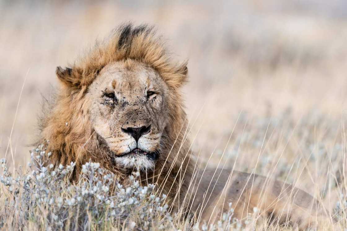 animaux du désert algérien