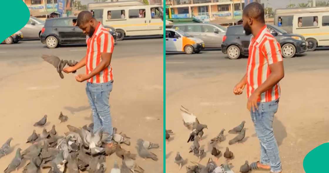 Man goes viral on TikTok as video shows him feeding pigeons at a road junction.