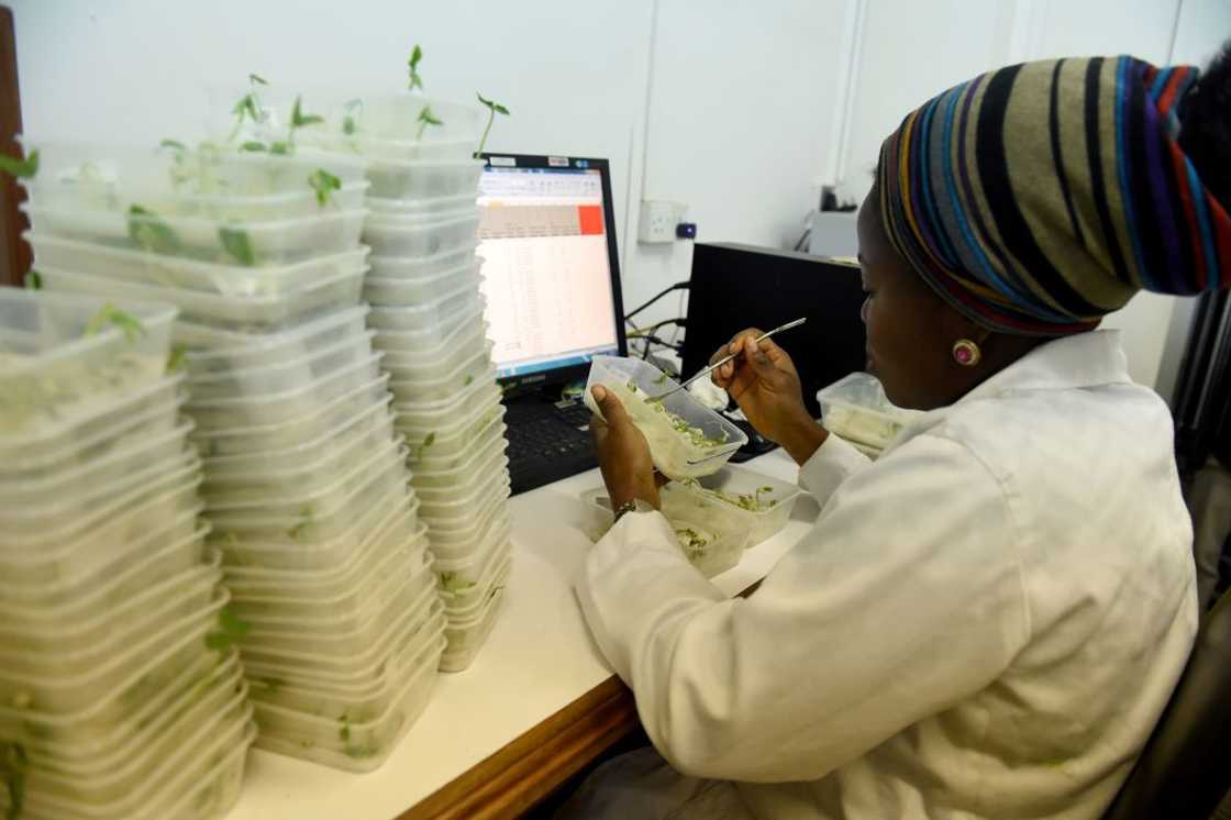 Scientist Kafayat Falana tries to testing seeds Scientist Kafayat Falana tries to testing seeds