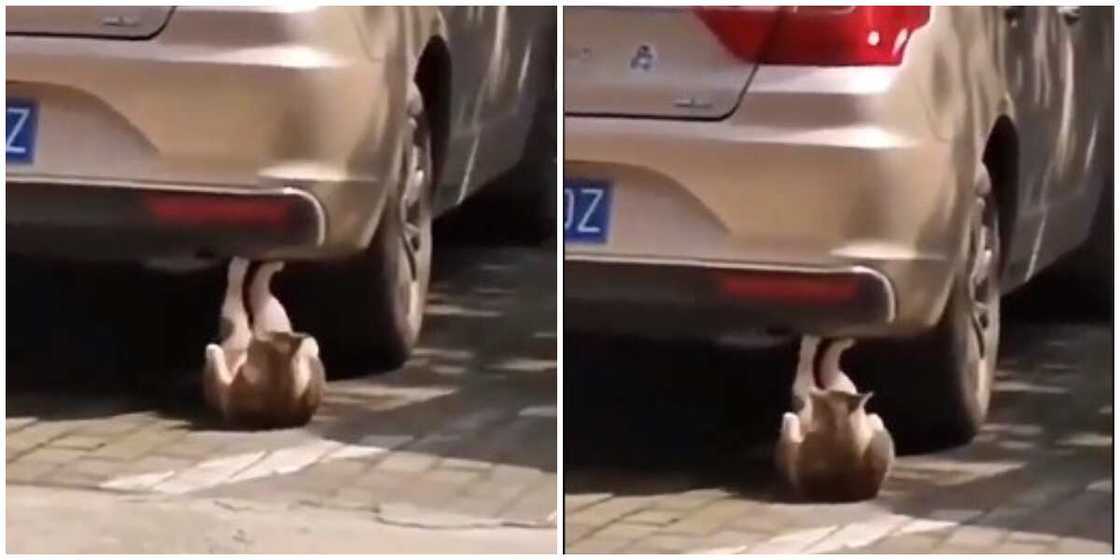 Mysterious: Cat Captured Doing Sit-Ups Under a car, Video Goes Viral, Sparks Reactions on Social Media Mysterious: Cat Captured Doing Sit-Ups Under a car, Video Goes Viral, Sparks Reactions on Social Media