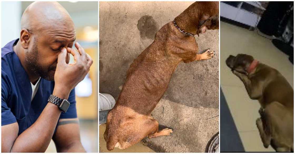 Nigerian man, dog Nigerian man, dog