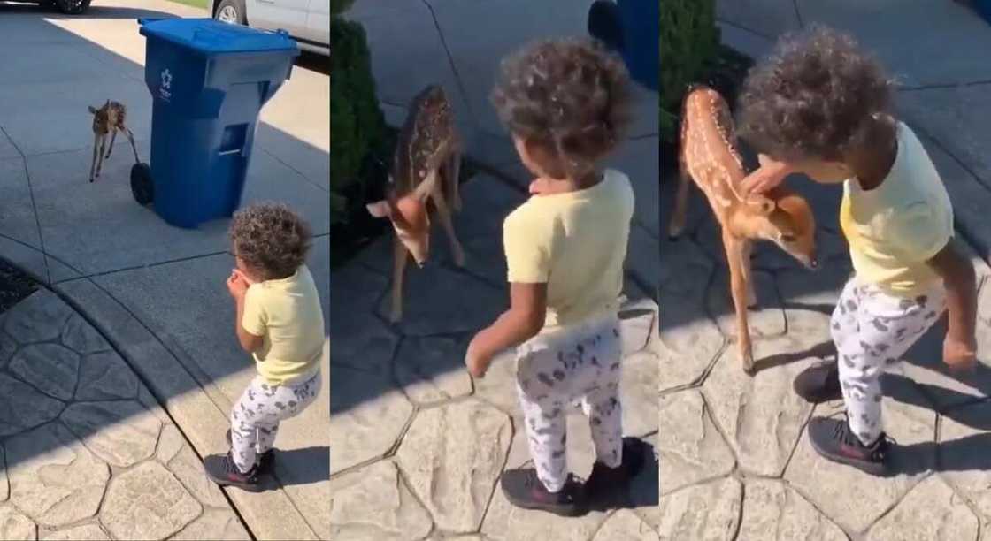 Photos of a little child and a baby deer.