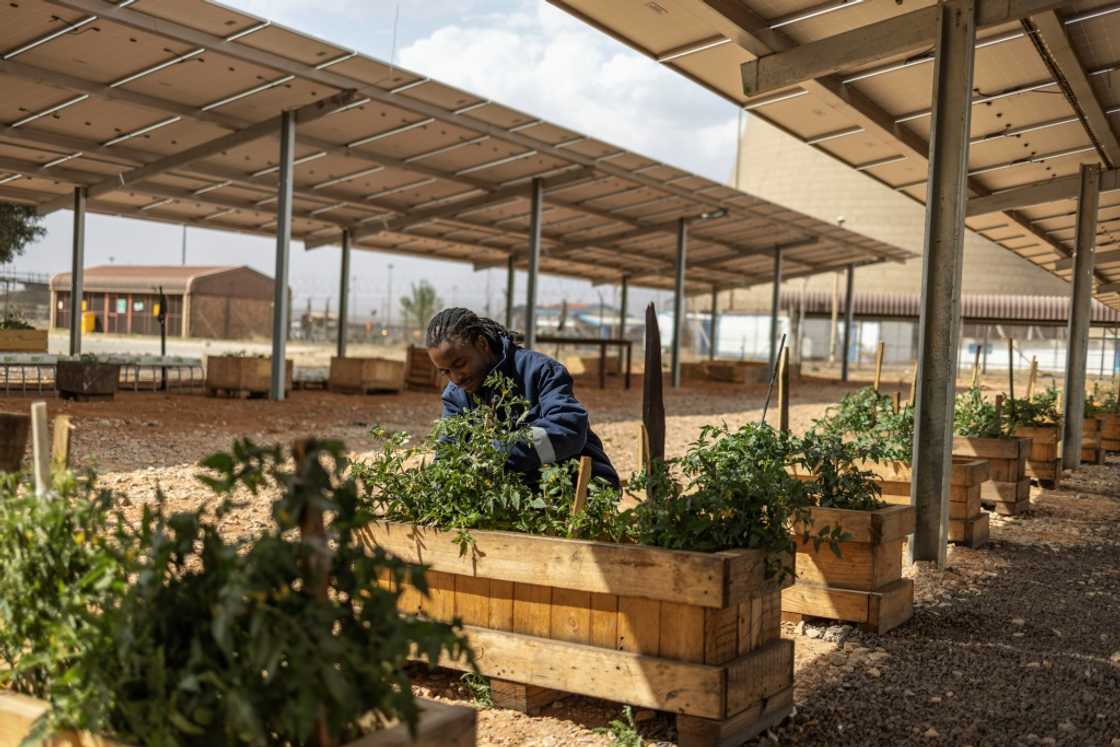 One of the green projects under way combines raising fish alongside vegetable patches supported by solar panels One of the green projects under way combines raising fish alongside vegetable patches supported by solar panels