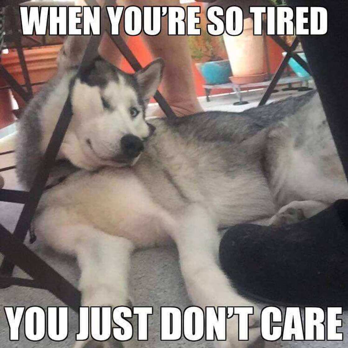30+ relatable tired meme ideas to exchange with your coworkers 30+ relatable tired meme ideas to exchange with your coworkers