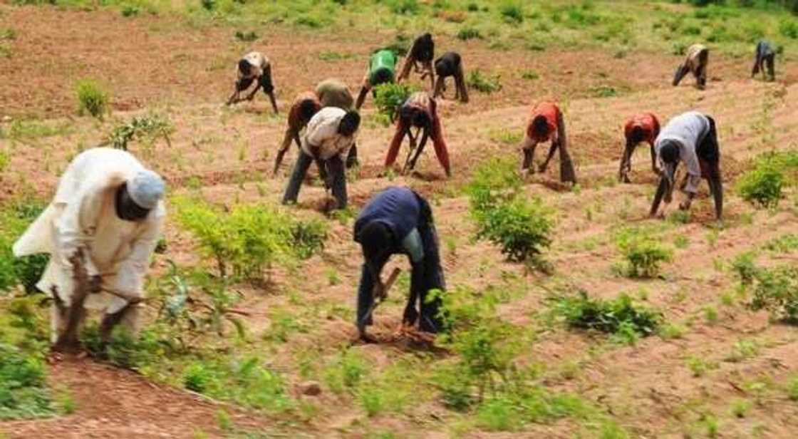 Nigerian Farmers finding it difficult to repay CBN's ABP loan as insecurity increases default by 22% to N412bn Nigerian Farmers finding it difficult to repay CBN's ABP loan as insecurity increases default by 22% to N412bn