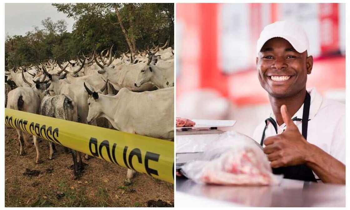 Cattle, Africa, Nigeria, Milk