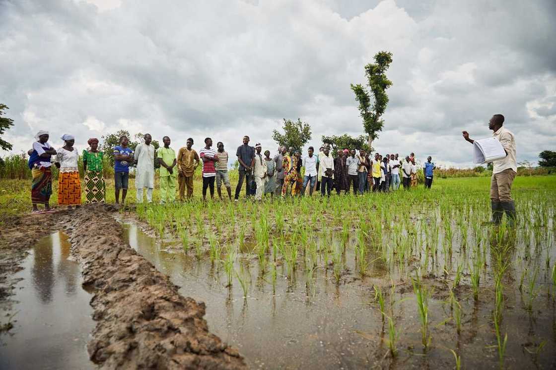 Olam price of Nigeria rice