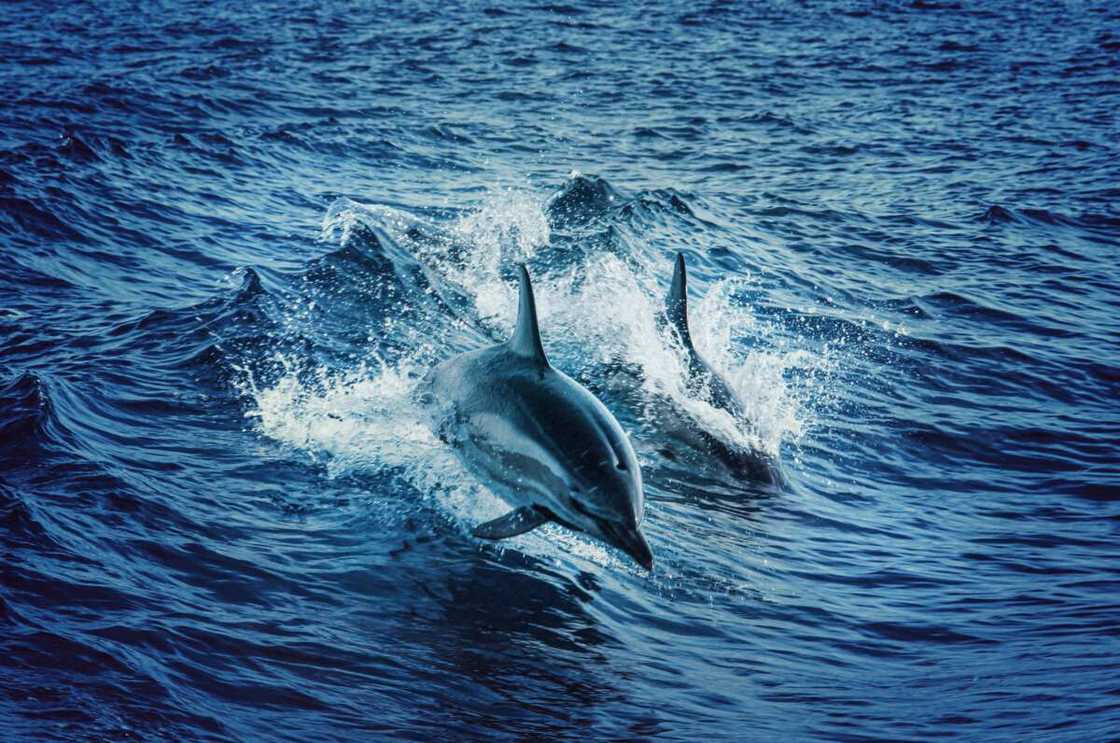 Swimming dolphins