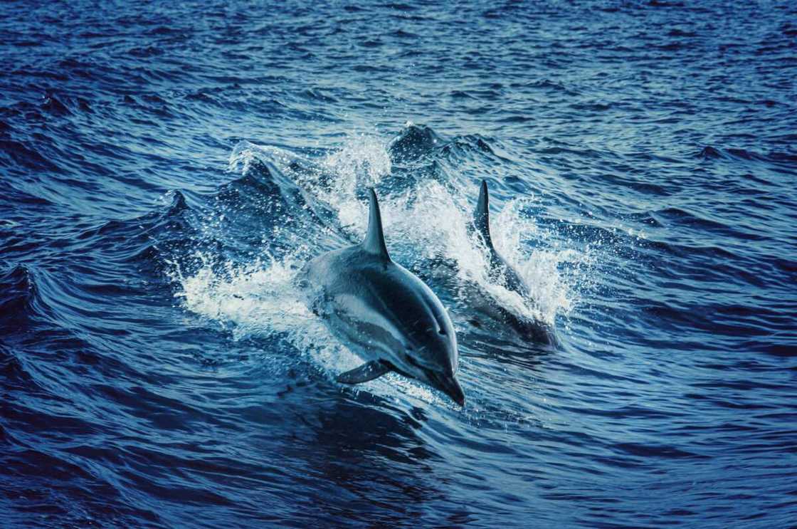 Swimming dolphins Swimming dolphins